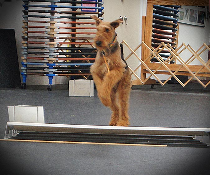 Airedale jumps