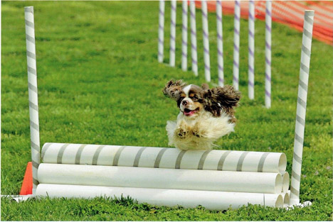 Ashby Drake jumping in Agility competition