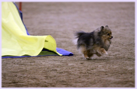 Roxie in Agility competition