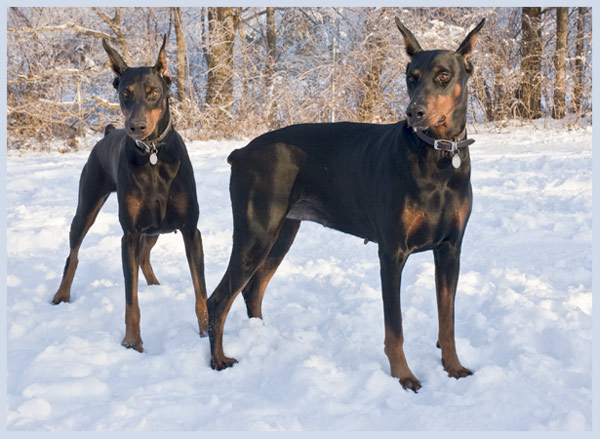 Angel and Chelsea in the snow