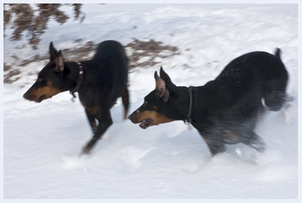 Angel and Chelsea in snow chase